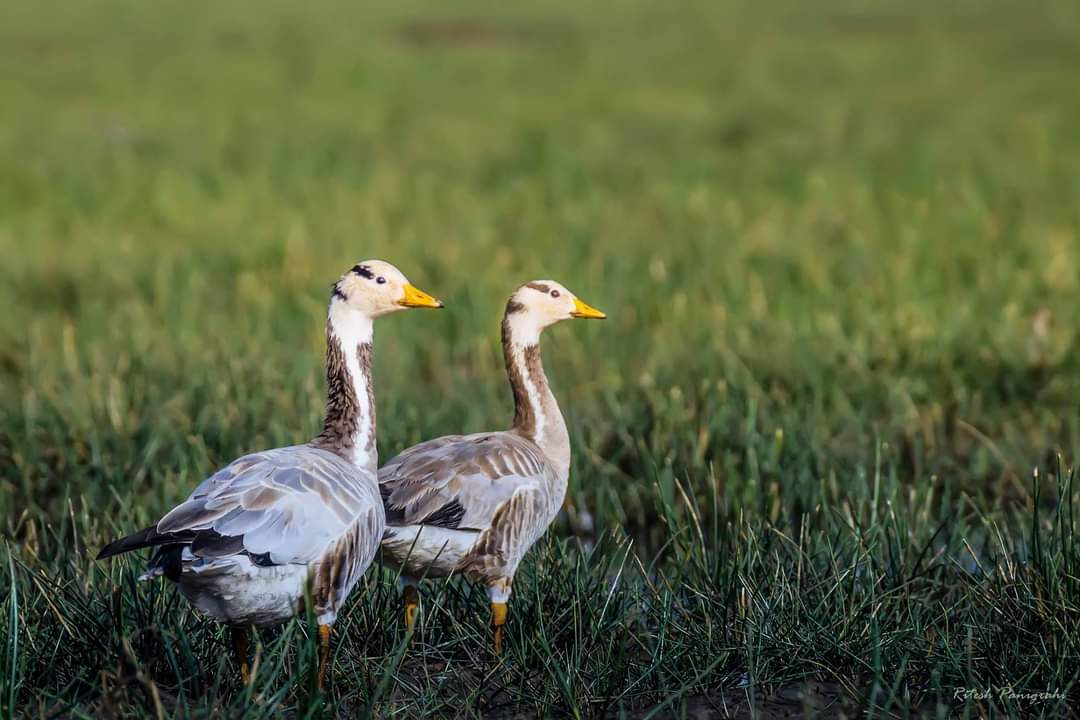 Magical Mangalajodi Tour
