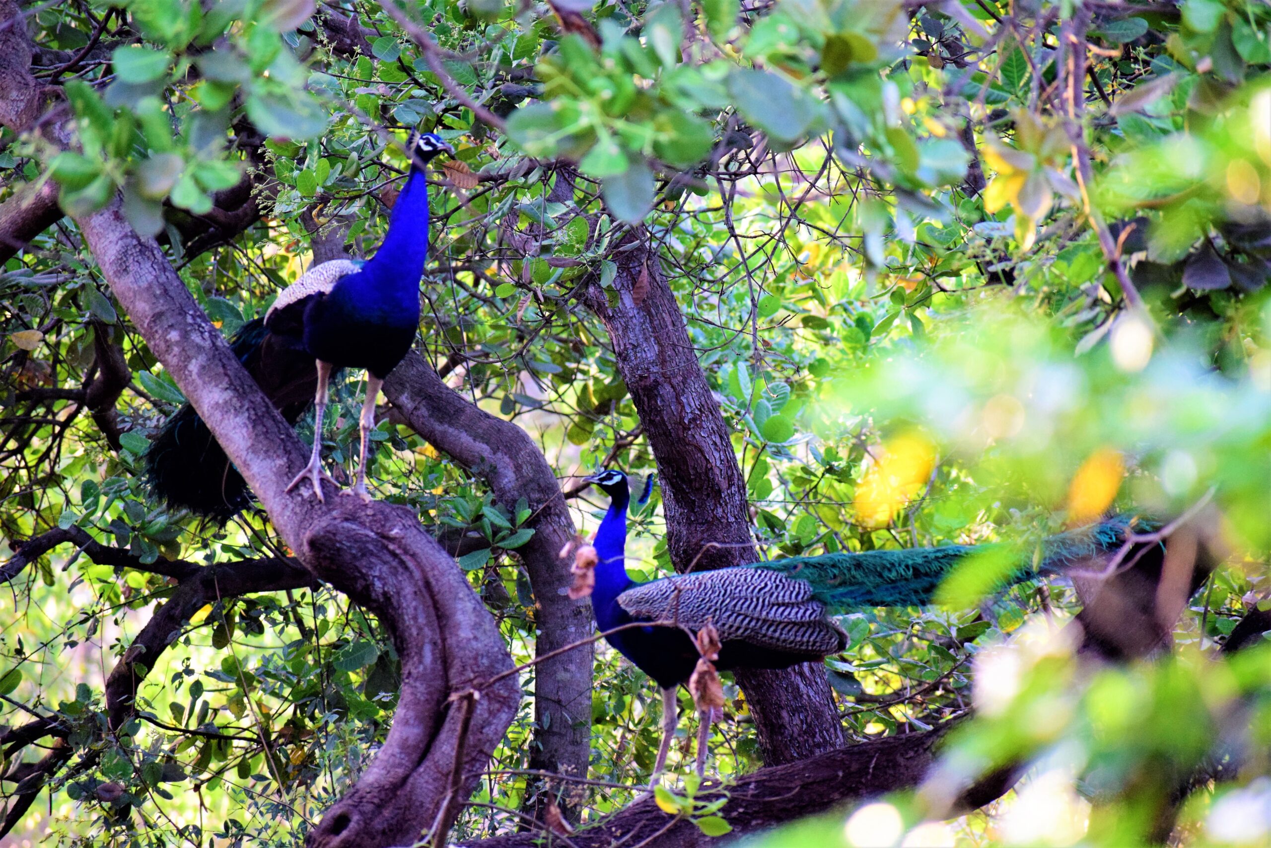 Half Day Tour: Peacock Valley