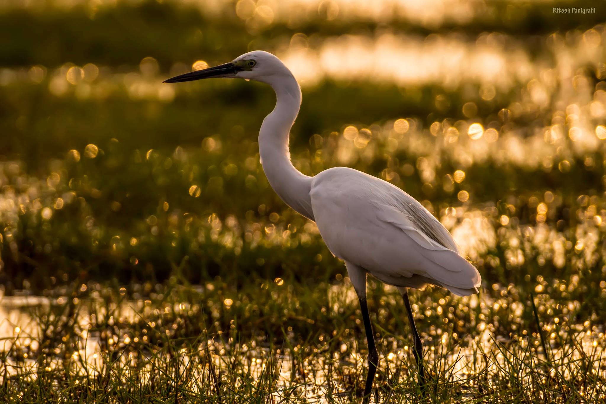Magical Mangalajodi Tour